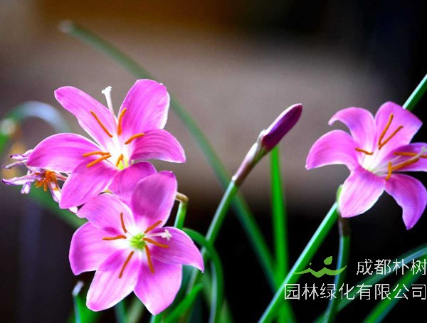 韭莲花语是什么？有哪些寓意和象征意义？