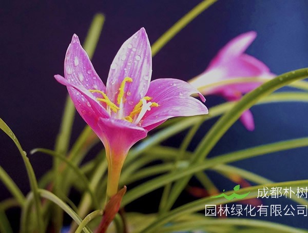 韭莲为什么叫风雨花？