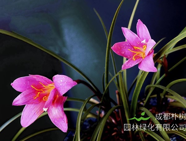 韭莲花的养殖养护方法有哪些？