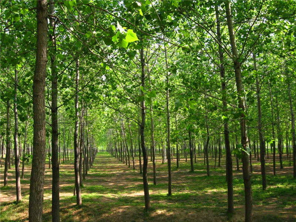 意杨的花期有多久？意杨的作用是什么？