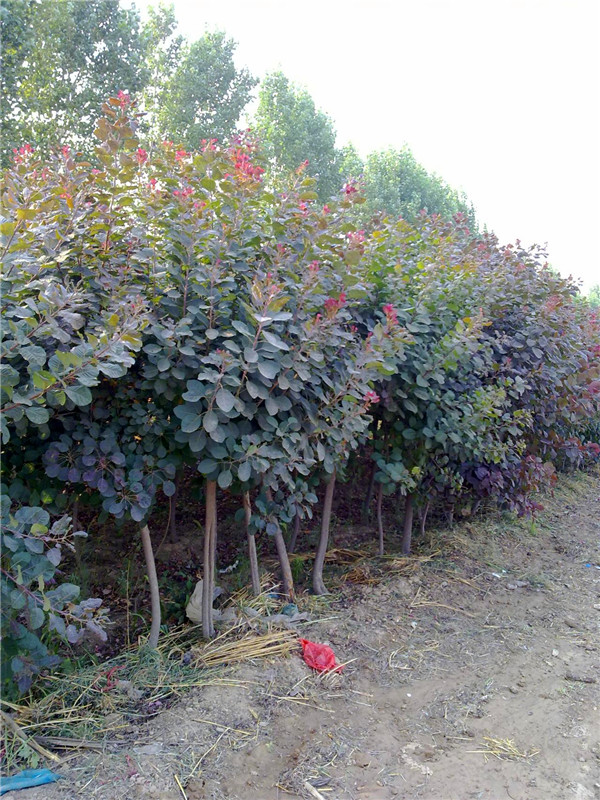 红栌栽培技术是怎么样的？