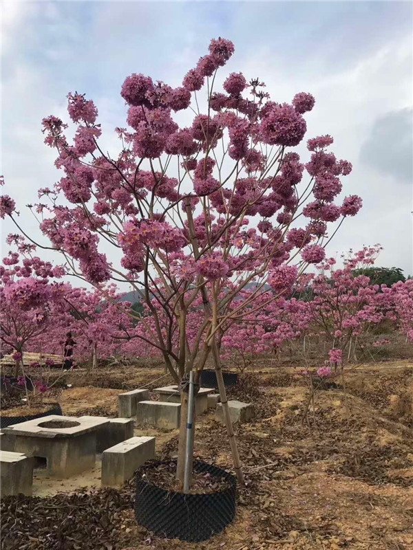 紫花风铃木如何种植？如何养护？