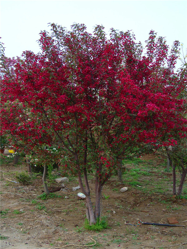 红宝石海棠适合什么季节种植？
