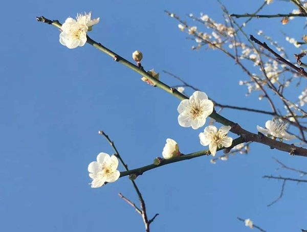 玉蝶梅花和绿梅哪个好看？