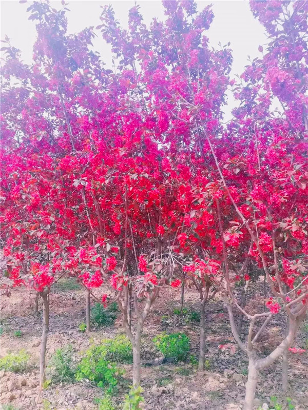 红宝石海棠的功效与作用是怎么样的？