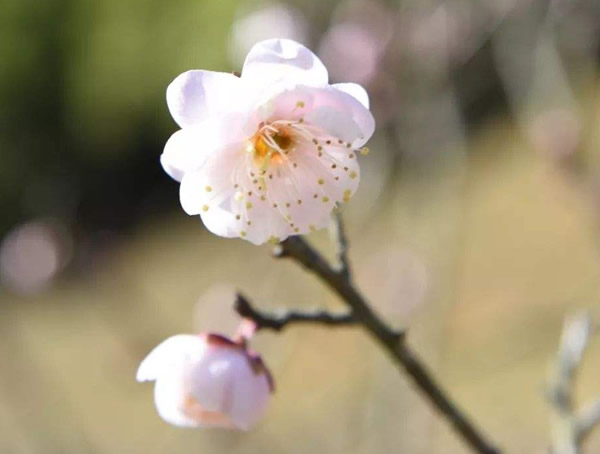 玉蝶梅外形有哪些特征？