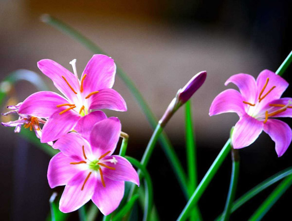 韭莲花语是什么？有哪些寓意和象征意义？