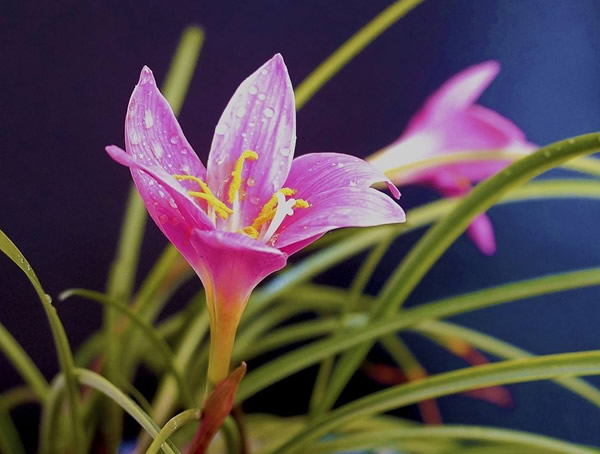 韭莲为什么叫风雨花？