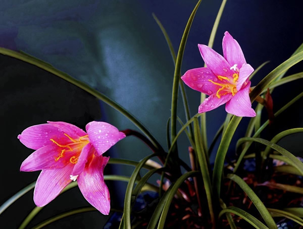 韭莲花的养殖养护方法有哪些？