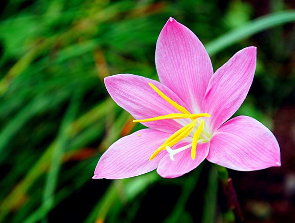 韭莲花的功效与作用有哪些？