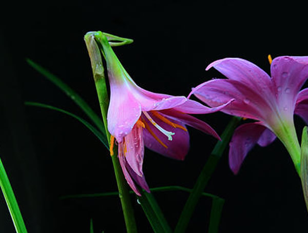 韭莲如何繁殖效益最高？