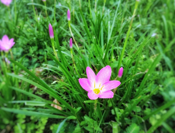 韭莲一般什么时候开花？