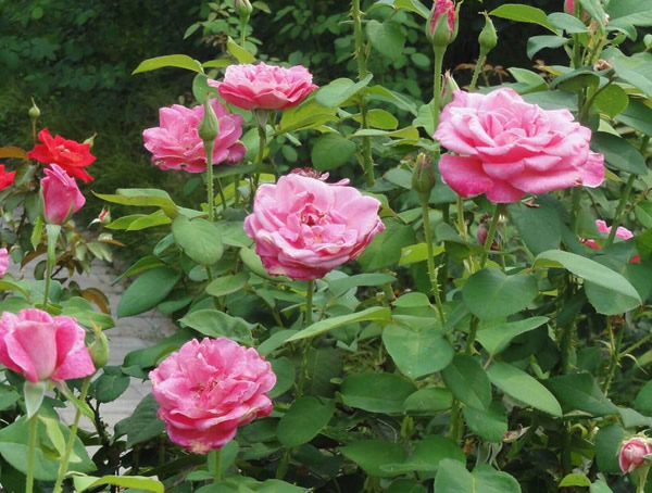 梦露月季为啥不开花？