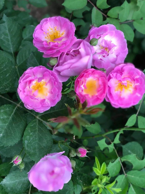 梦露月季的优缺点有哪些？