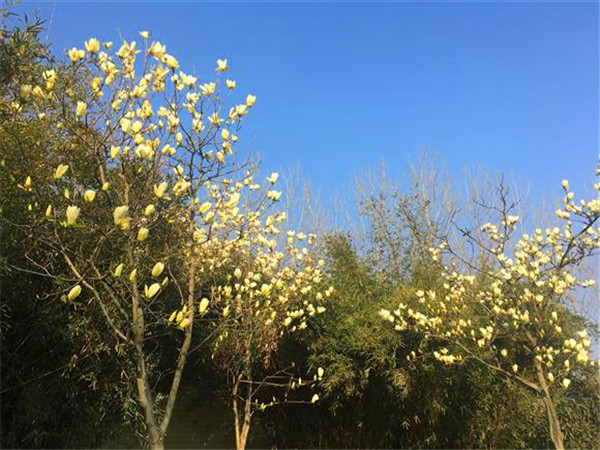 黄玉兰如何栽培？如何盆栽？