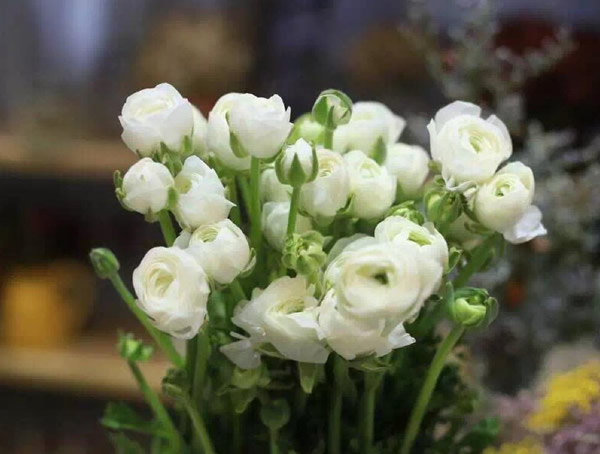 洋牡丹花语是什么？有哪些寓意和象征意义？