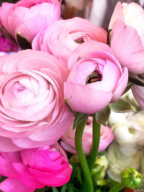 洋牡丹怎么养？有哪些方法？