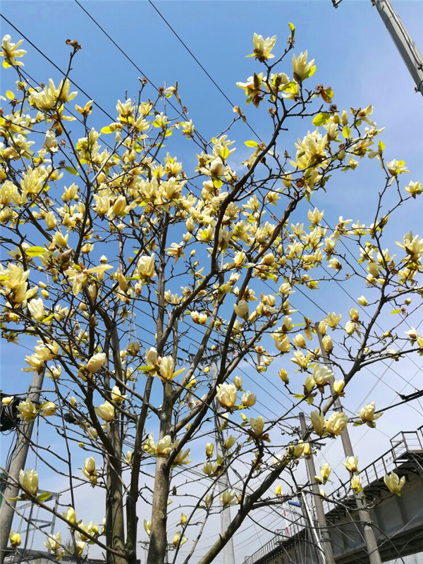 黄玉兰花的种类有哪些？如何嫁接黄玉兰？