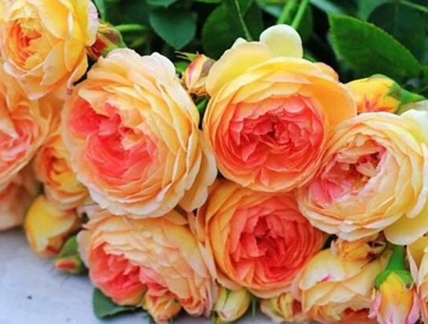 詹森月季的特点有哪些？