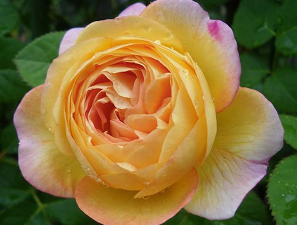 詹森月季是藤本还是灌木植物？