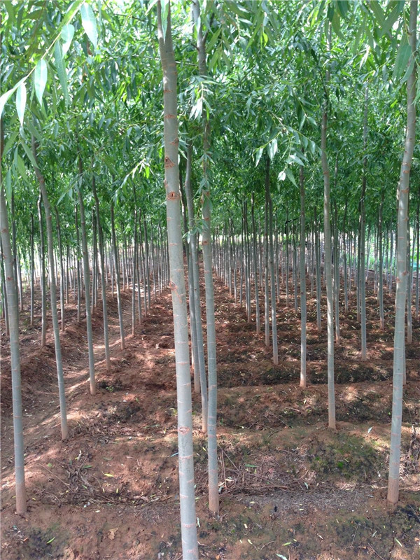 馒头柳和竹柳哪个好？