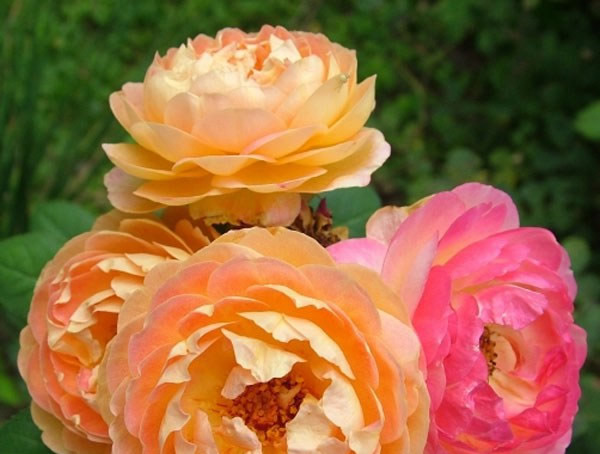 詹森月季怎么养开花多？