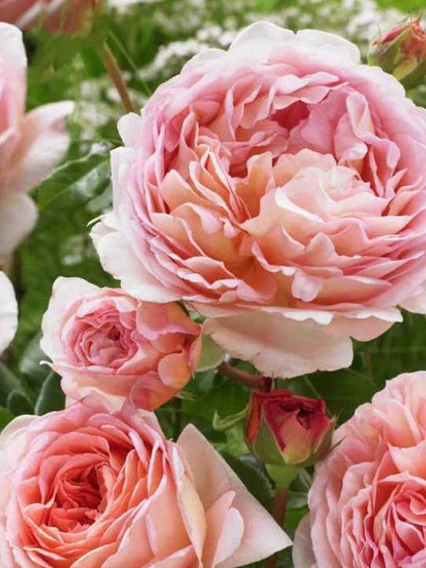 亚伯拉罕月季是藤本植物吗？