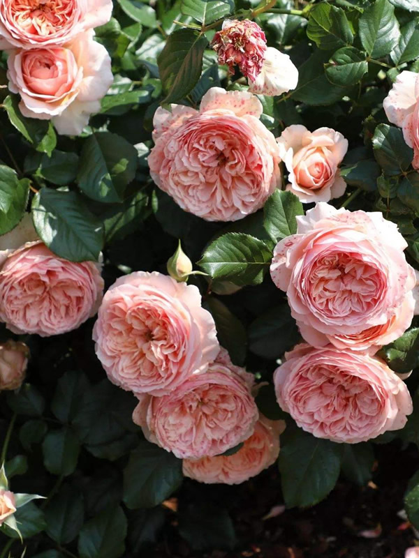 亚伯拉罕月季的优缺点有哪些？