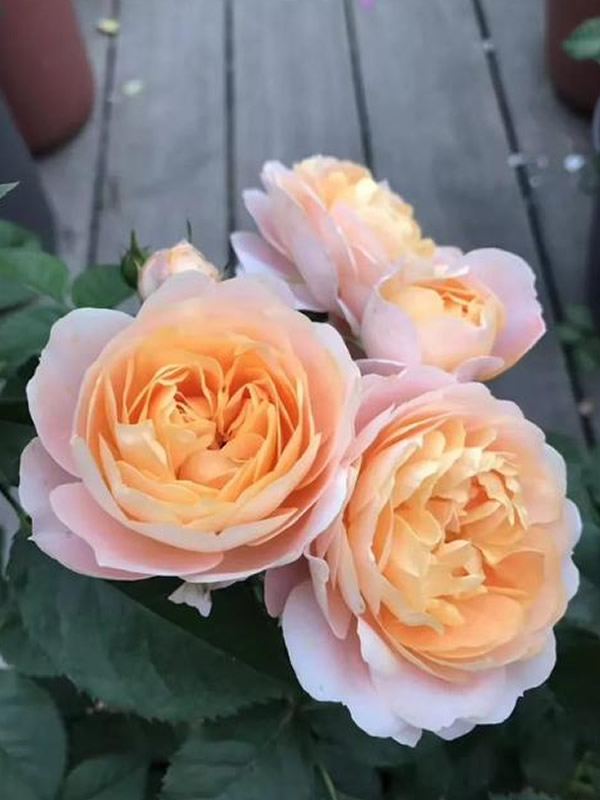 亚伯拉罕月季养护要点有哪些？