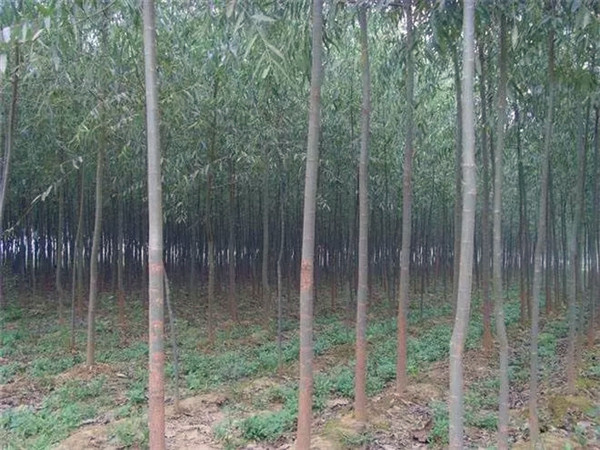 竹柳是什么？竹柳种植怎么样？