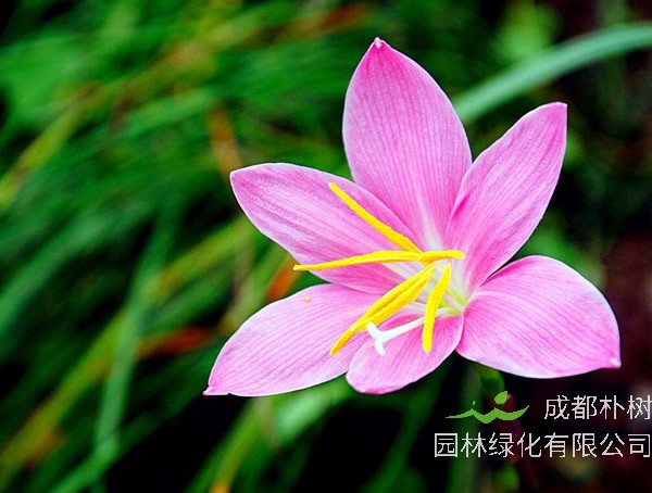 韭莲花的功效与作用有哪些？