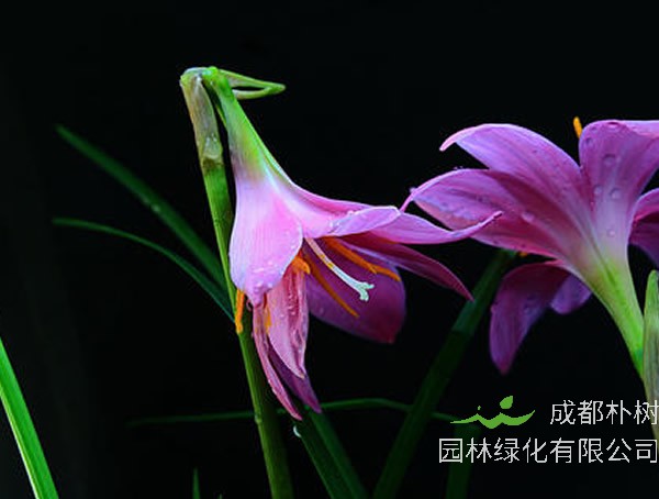 韭莲如何繁殖效益最高？