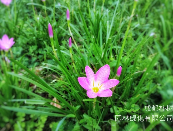 韭莲一般什么时候开花？