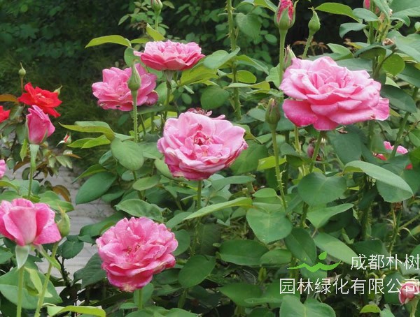 梦露月季为啥不开花？