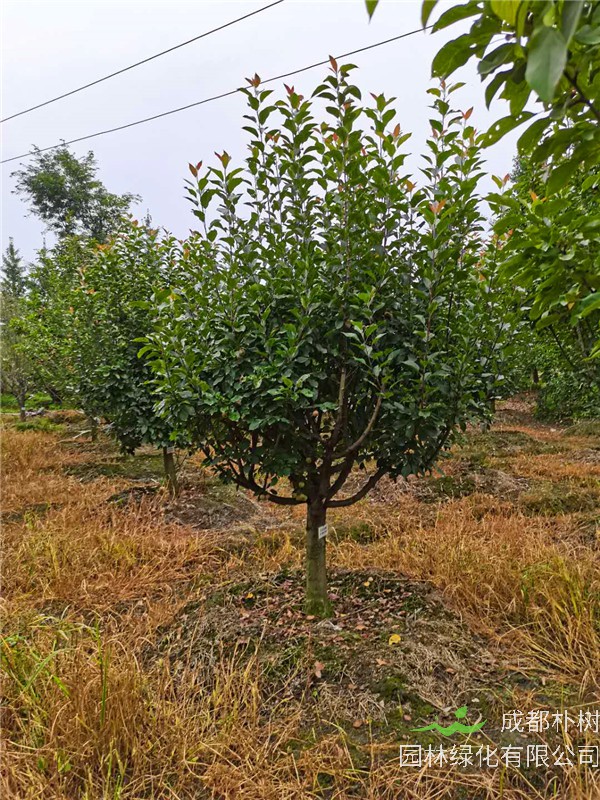 北美海棠的功效与作用怎么样？