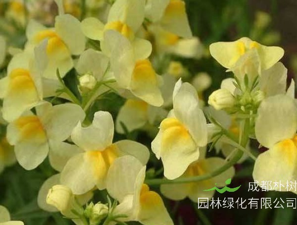 姬金鱼草的花语是什么？