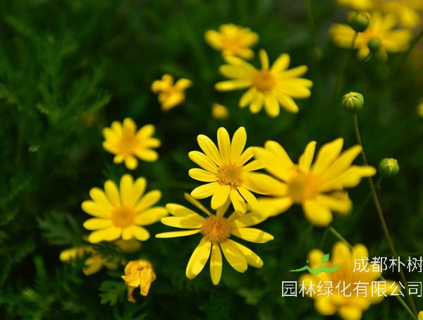 黄金菊如何修剪最好看？