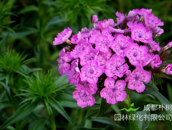 须苞石竹花语是什么意思？有哪些寓意和象征意义？