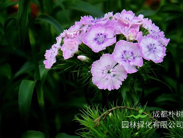 须苞石竹的种植方法有哪些？