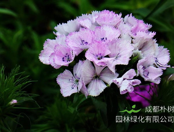 须苞石竹开花后怎么修剪？