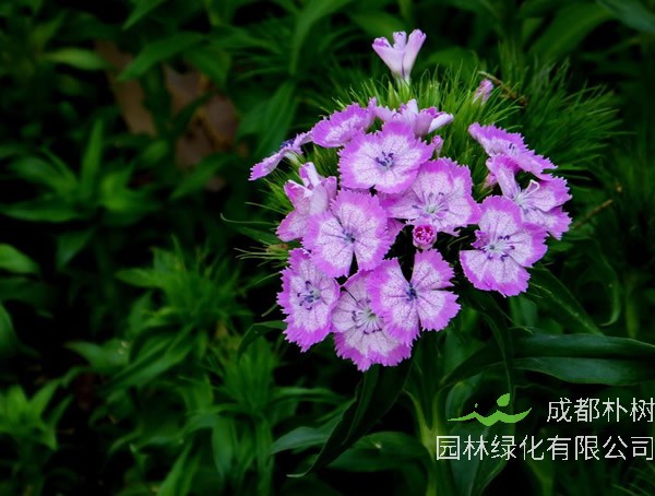 须苞石竹的花期是什么时候？