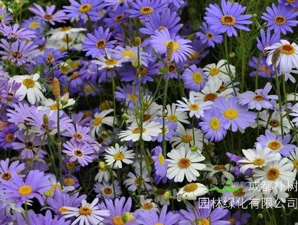 五色菊的种植方法有哪些？