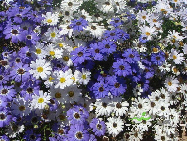 五色菊的花语是什么？有哪些寓意和象征意义？