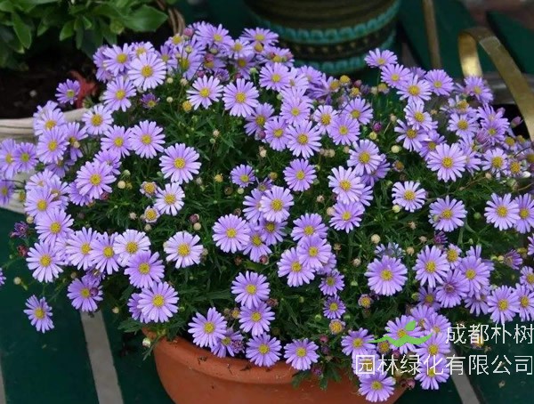 五色菊什么时候播种最好？