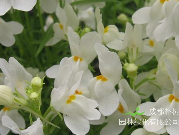 姬金鱼草有几种颜色？