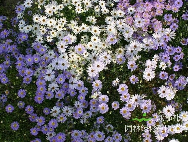 五色菊什么时候开花？花期是几月？