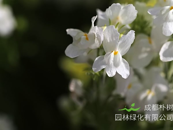 姬金鱼草有毒吗？有哪些功效与作用？