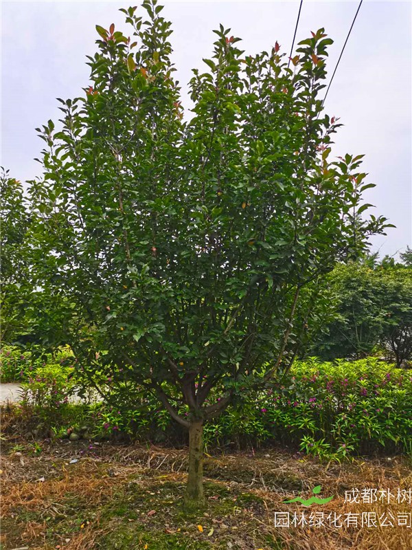 北美海棠哪些结果？