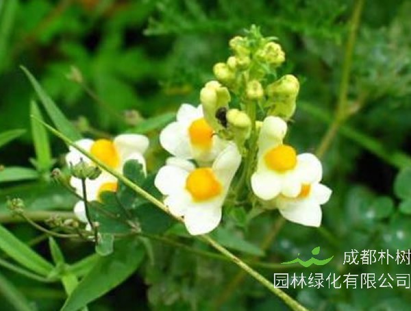 姬金鱼草什么时候开花？
