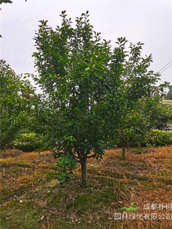 北美海棠适宜生长哪些地区？